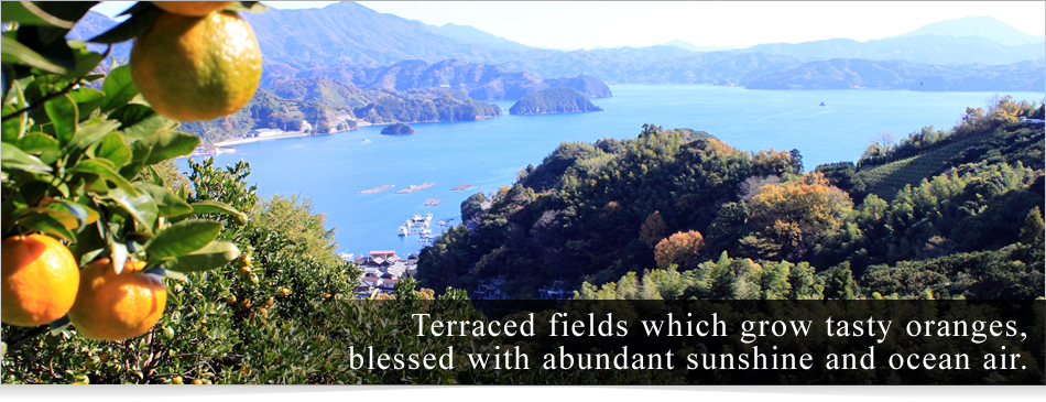 Terraced fields which grow tasty oranges,blessed with abundant sunshine and ocean air.